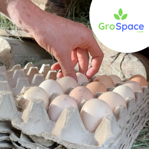 fertile eggs