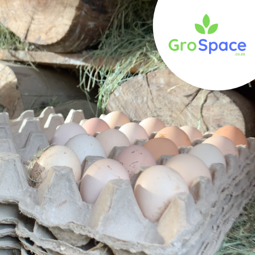 fertile eggs on a tray