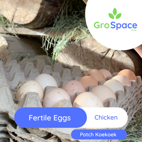 half a dozen fertile eggs