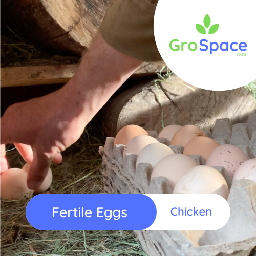 egg collecting