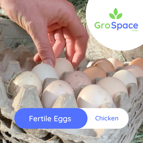 egg being placed into a tray