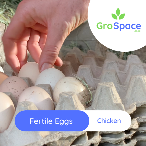 free range fertile eggs