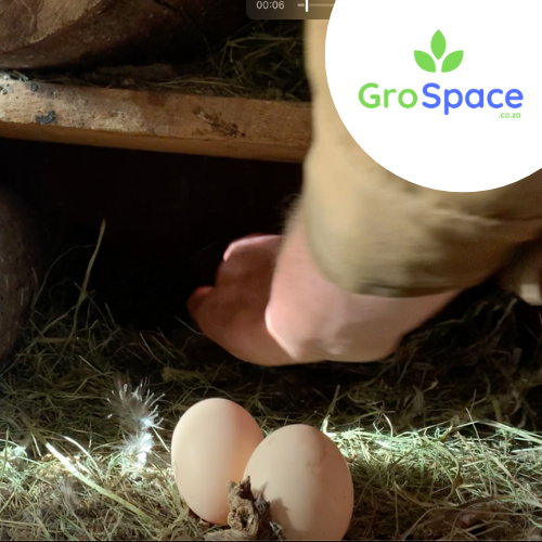 Free Range Fertile Chicken Eggs - Potch Koekoek
