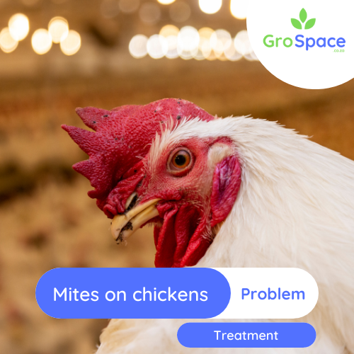 GroSpace - 1 Mites on Chickens
