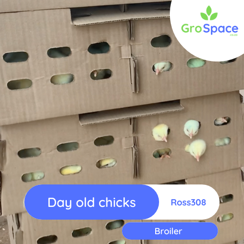 GroSpace - Day Old chicks Broiler Ross 308 GroSpace - Day Old chicks Broiler Ross 308
