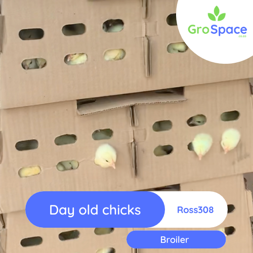 GroSpace - Day Old chicks Broiler Ross 308 GroSpace - Day Old chicks Broiler Ross 308