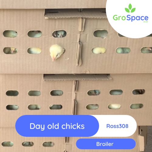 GroSpace - Day Old chicks Broiler Ross 308 GroSpace - Day Old chicks Broiler Ross 308