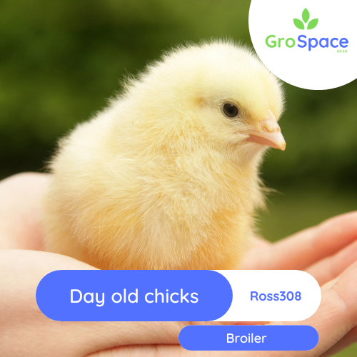 GroSpace - Day Old chicks Broiler Ross 308 GroSpace - Day Old chicks Broiler Ross 308