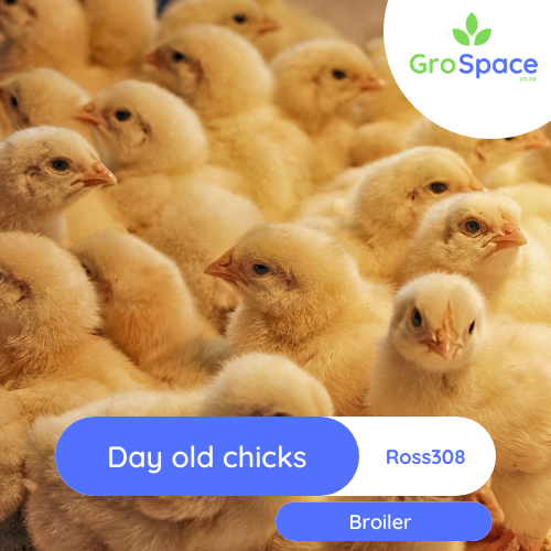 GroSpace - Day Old chicks Broiler Ross 308 GroSpace - Day Old chicks Broiler Ross 308