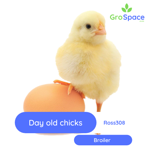 GroSpace - Day Old chicks Broiler Ross 308 GroSpace - Day Old chicks Broiler Ross 308