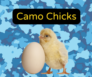 Camo Chicks