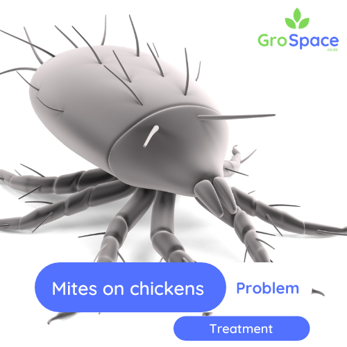 GroSpace - Mites on chickens