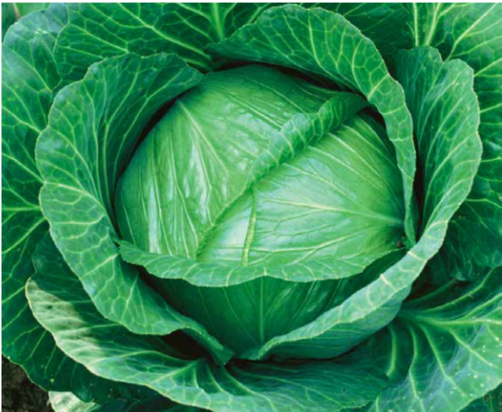 Cabbage - GroSpace