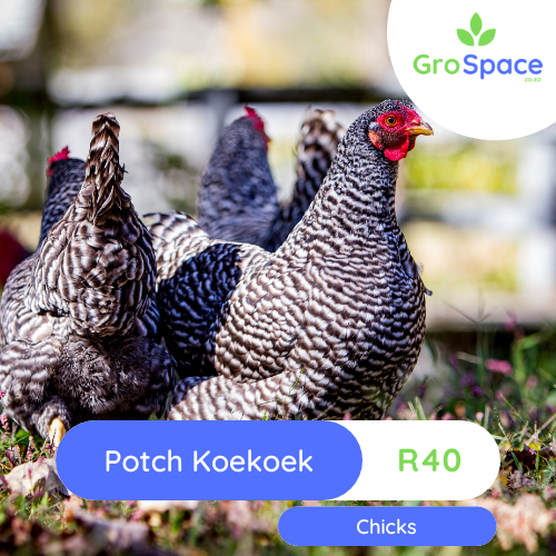 GroSpace - Potch Koekoek layer chickens1 GroSpace - Potch Koekoek layer chickens1