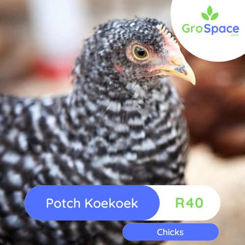 GroSpace - Potch Koekoek layer chickens week 2 GroSpace - Potch Koekoek layer chickens week 2