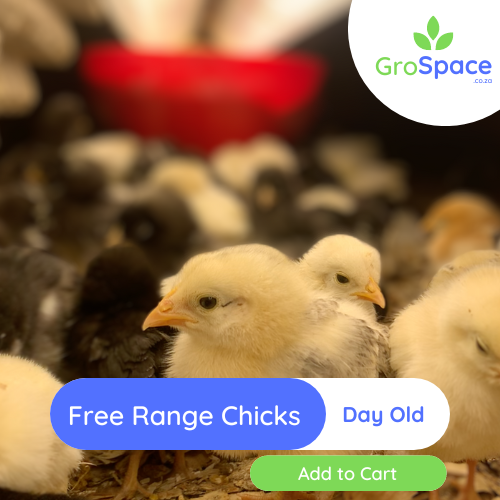 GroSpace - Free Range day old chicks GroSpace - Free Range day old chicks