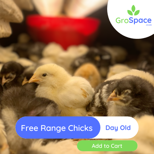 GroSpace - Free Range day old chicks GroSpace - Free Range day old chicks