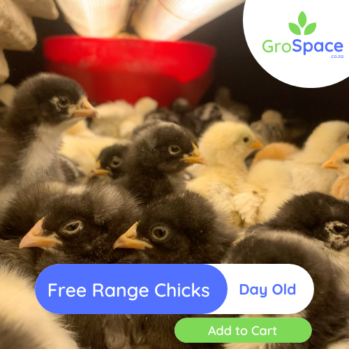GroSpace - Free Range day old chicks GroSpace - Free Range day old chicks