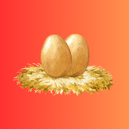 eggs from a layer chicken
