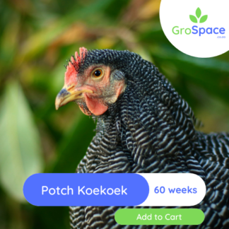 Potch Koekoek layer chickens