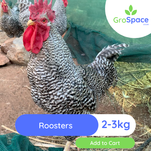 Roosters - GroSpace Roosters - GroSpace