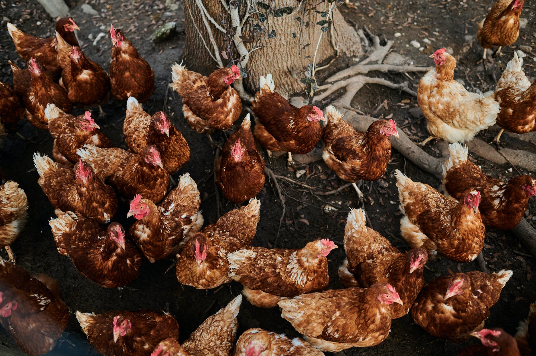 flock of layer chickens near the tree trunk