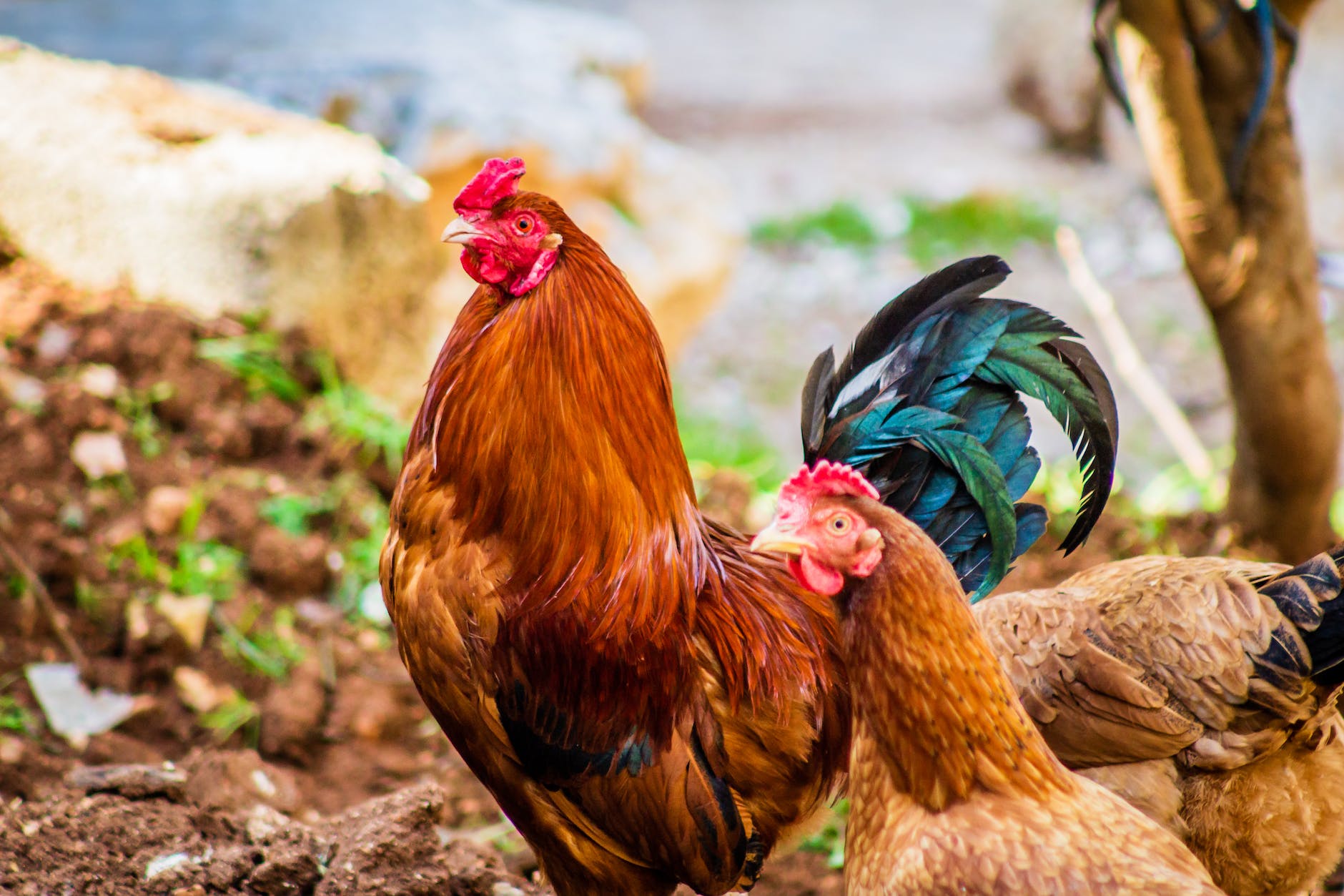two brown layer chickens and one red rooster