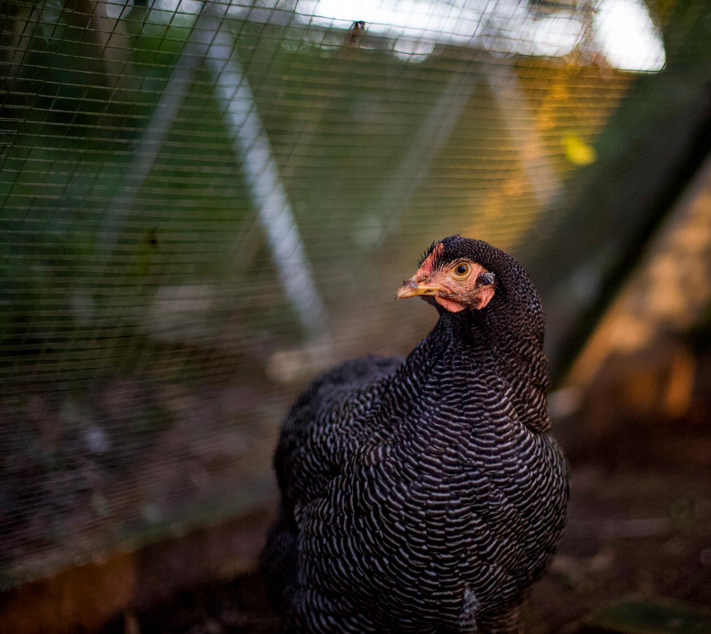 plymouth rock chicken in close up photography