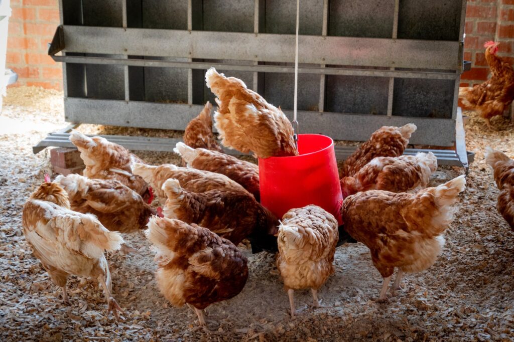 flock of brown layer chickens feeding