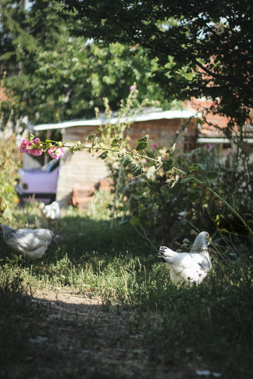 layer chickens in a farm