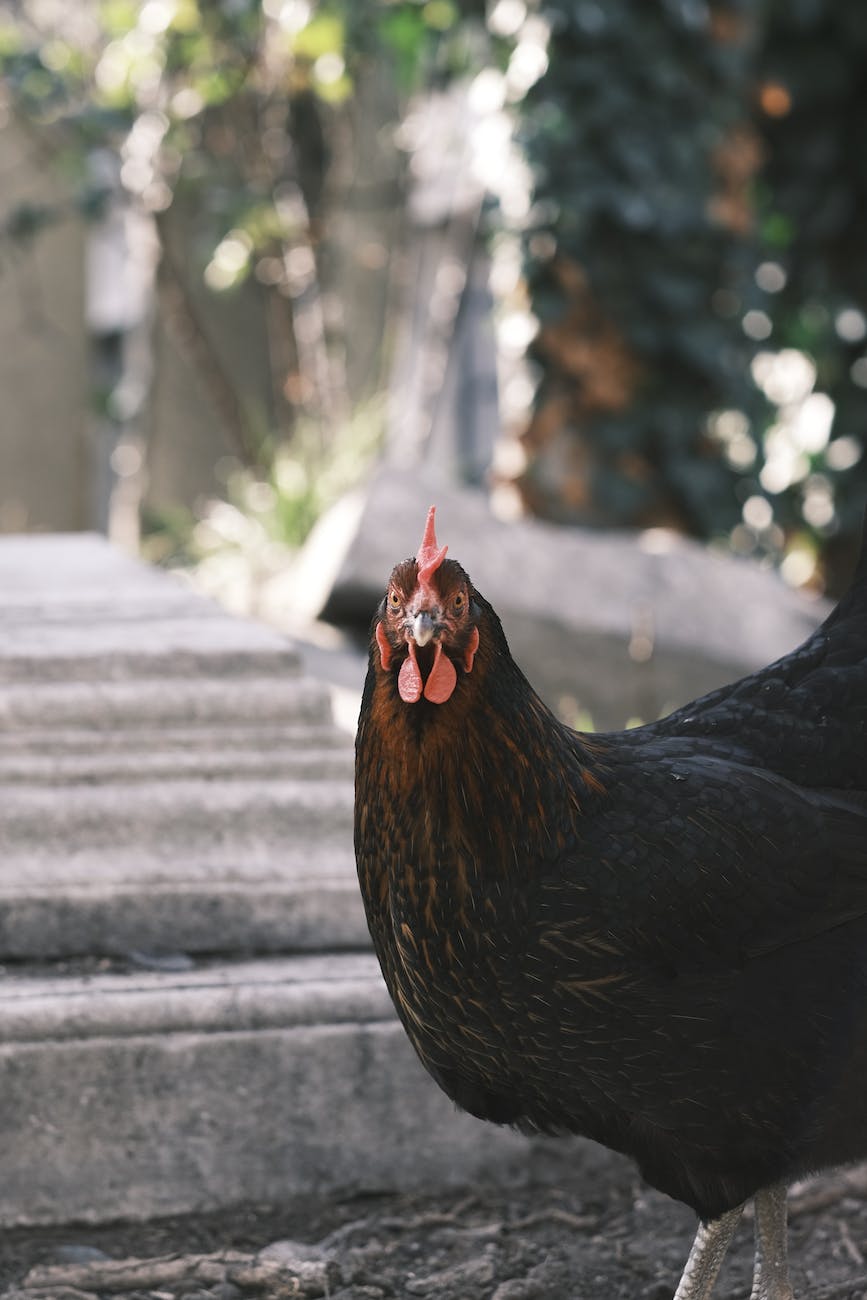 portrait of a layer chicken 