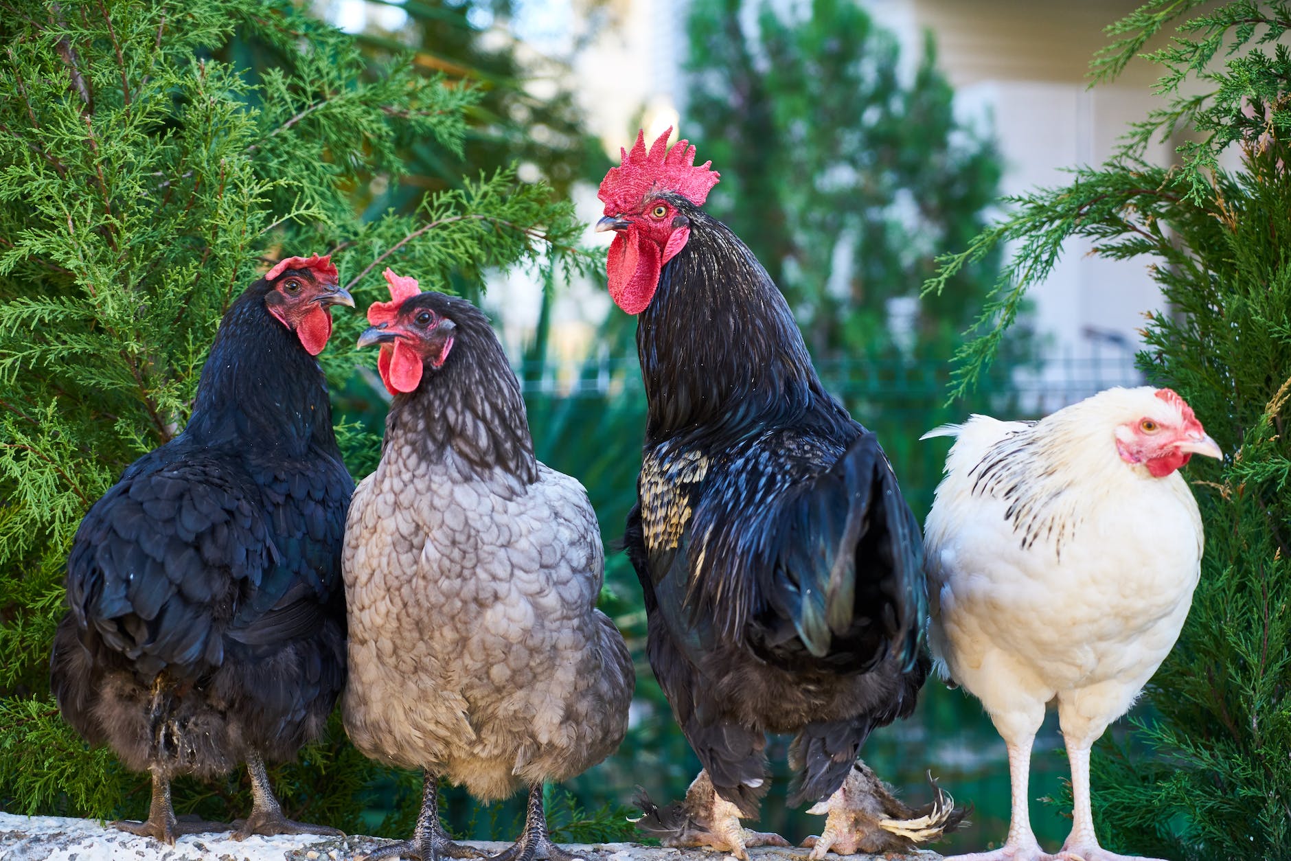 3 layer chickens and a rooster
