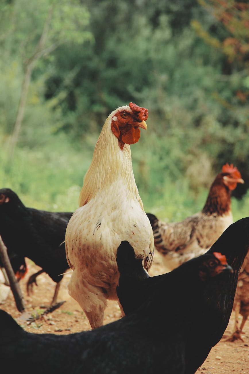 layer chicken