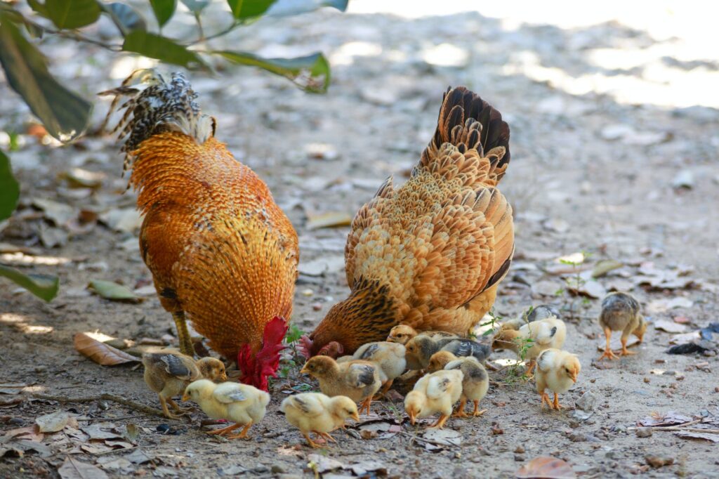 chicks and rooster with layer chickens 