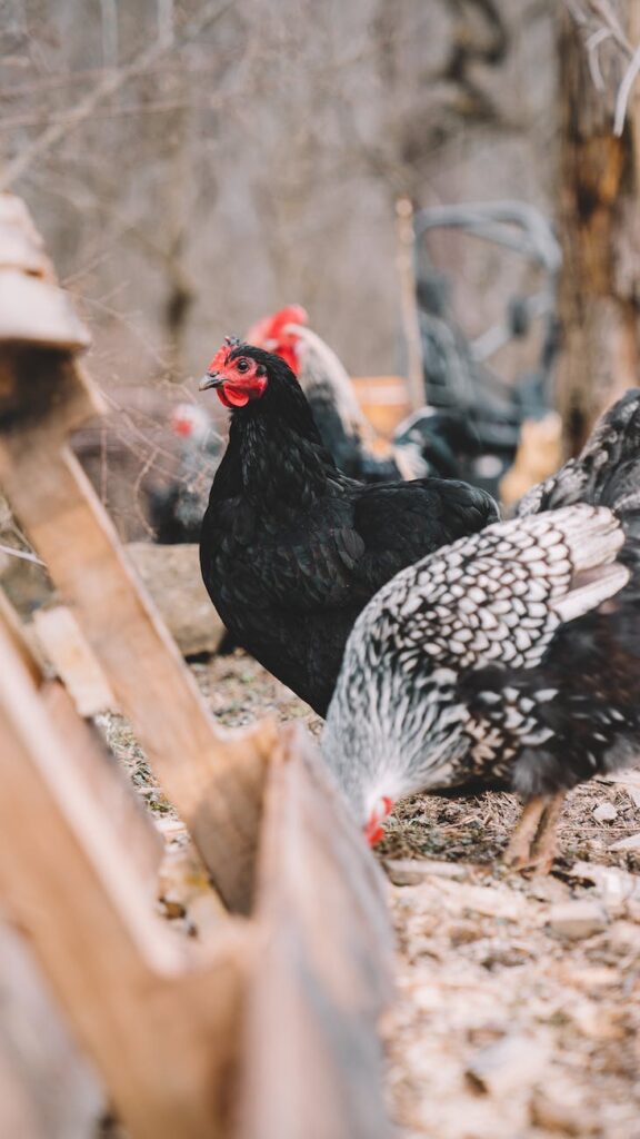 shallow focus photography of black and gray layer chickens 