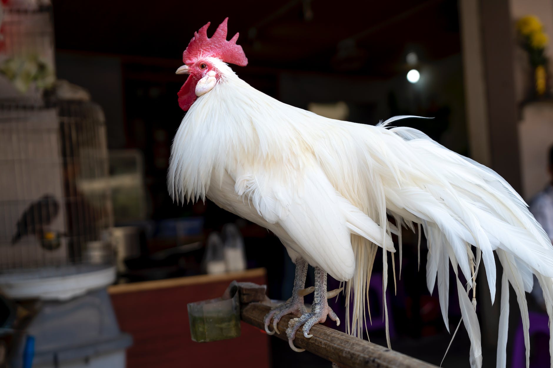 white cock standing on wooden stand near bird in cage