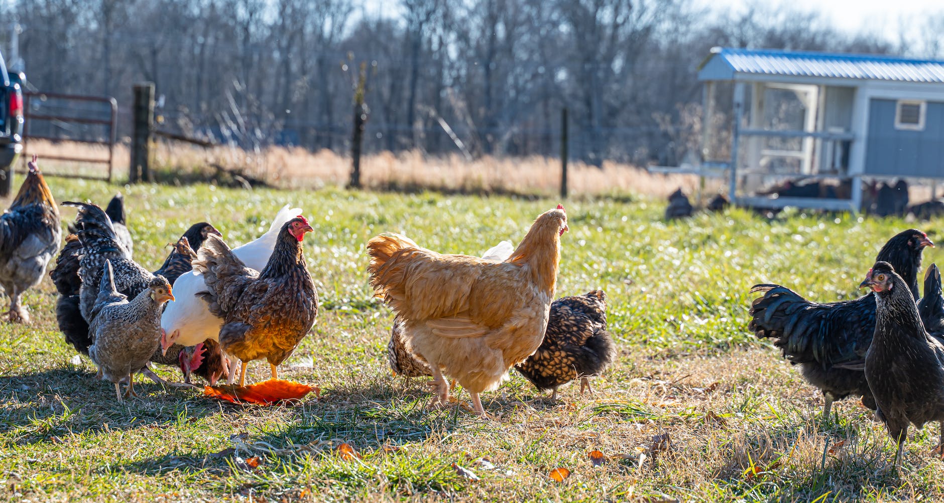 layer chickens in the field 