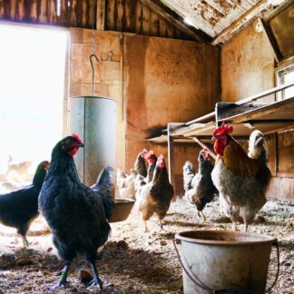 flock of layer chickens