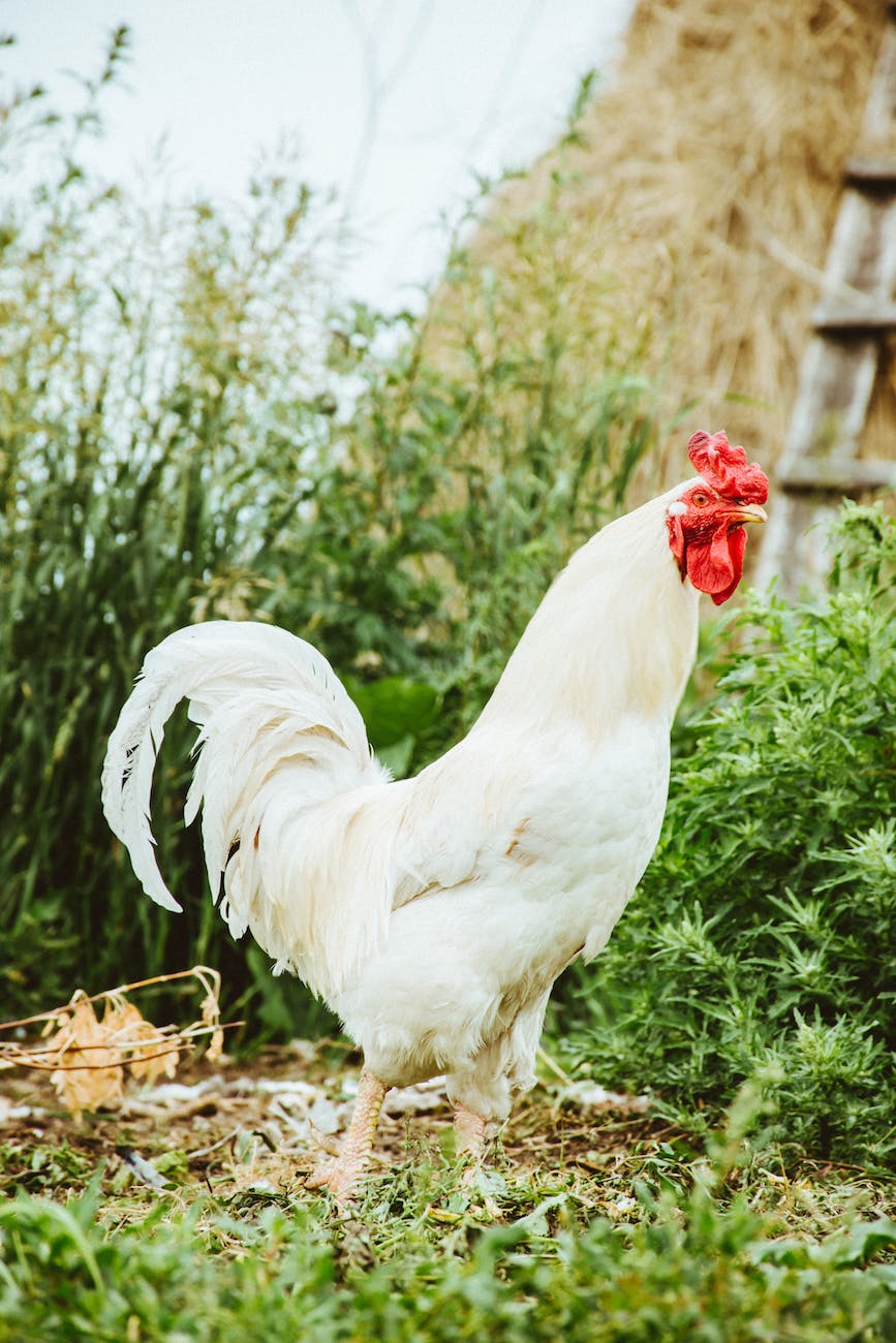 a white chicken on green grass