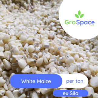 GroSpace - White Maize