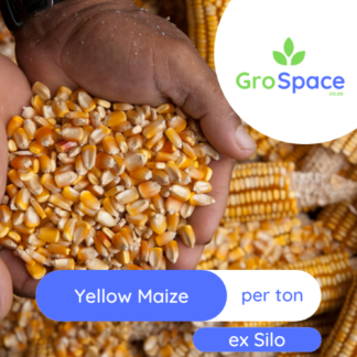 GroSpace - Yellow Maize