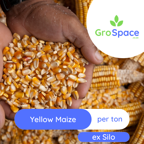 GroSpace - Yellow Maize GroSpace - Yellow Maize