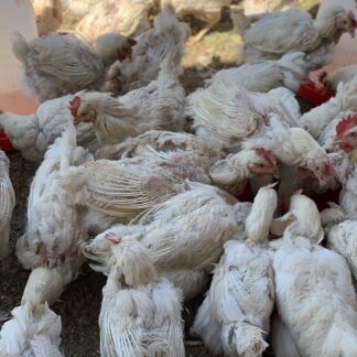 Hard body chickens + Offlayers