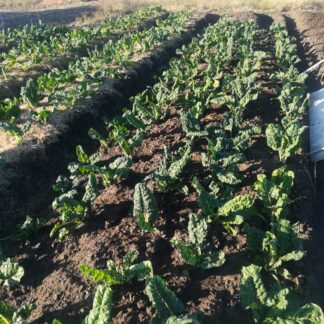 Spinach growing - GroSpace