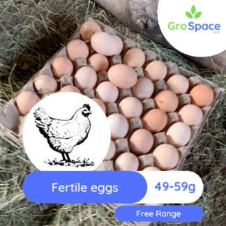 FREE RANGE FERTILE EGGS
