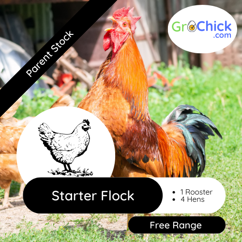 GroSpace - Chicken business start kit GroSpace - Chicken business start kit