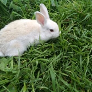 Rabbits
