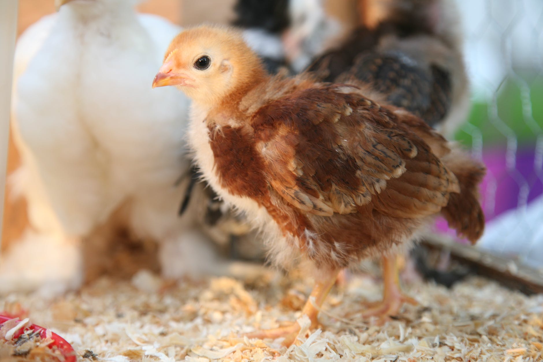brown chick