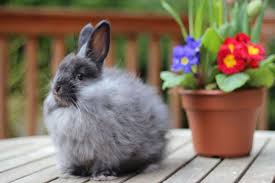 Angora Rabbit