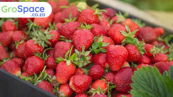 GroSpace - Strawberry planting vertical hydroponics
